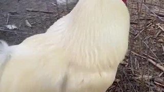 Rooster Wants Cuddles Before Eating His Snacks