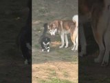 Husky Stays Alert While Walking Beside Cat