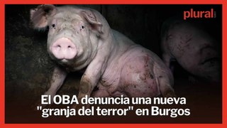 PP y Vox protegen a una granja con cerdos deformes y ratas en Burgos
