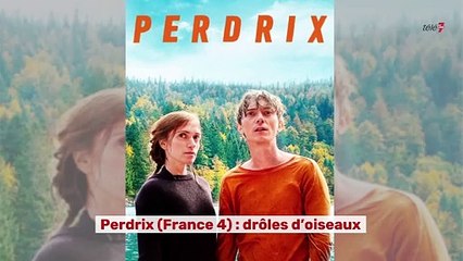 Perdrix : drôles d'oiseaux