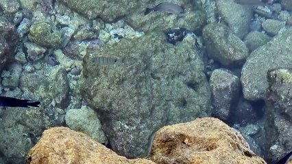 El acuario de Los Lisos