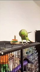 very funny green parrot dancing
