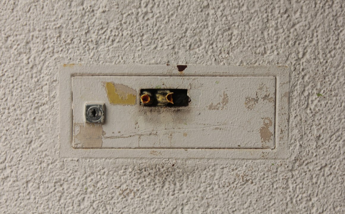 Junge Meisen im Briefkasten der Turnhalle in Ezelsdorf