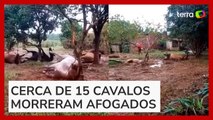 Vídeo mostra cavalos mortos que ficaram amarrados durante enchentes no RS