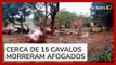 Vídeo mostra cavalos mortos que ficaram amarrados durante enchentes no RS