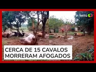 Vídeo mostra cavalos mortos que ficaram amarrados durante enchentes no RS