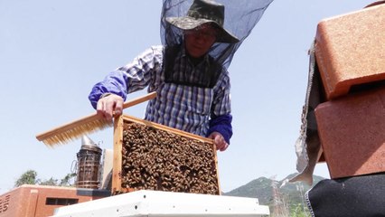 [녹색] 로열젤리 다수확 꿀벌 '젤리킹'..."양봉농가 생산성 높인다" / YTN