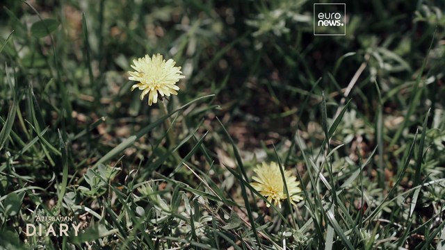 Лидер высокого уровня ООН по климату на СОР29, Нигяр Арпадараи, о предстоящем саммите