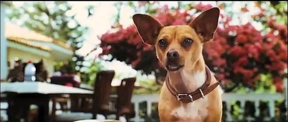 Le Chihuahua de Beverly Hills Bande-annonce (EN)