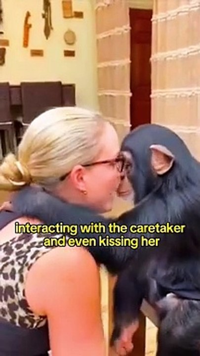 chimpanzé