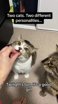 Questi due gattini hanno due modi di comportarsi completamente diversi