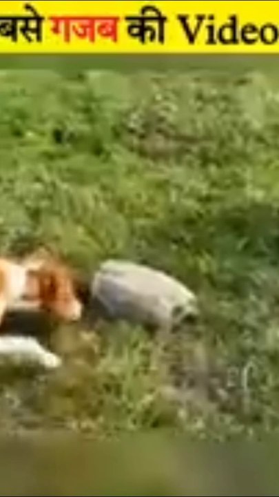 Funny animal video
