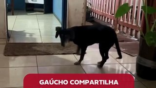 Gaúcho emociona ao compartilhar vídeos do resgate e reencontro de cão com tutora