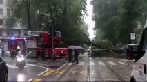 L'albero caduto tra via Montevideo e via Solari a Milano
