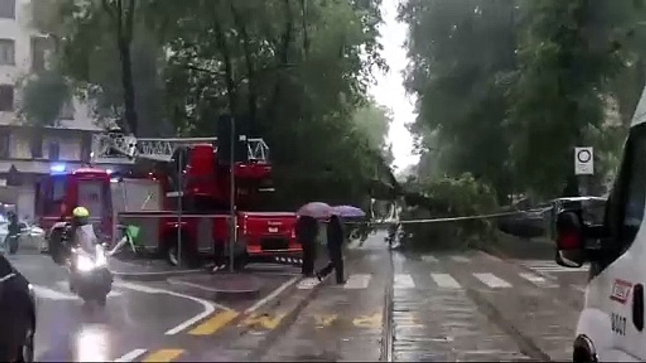 L'albero caduto tra via Montevideo e via Solari...