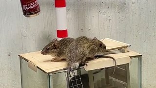 New rat trap