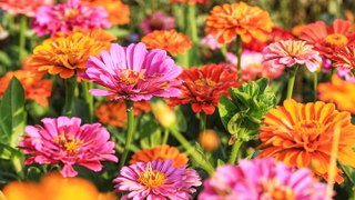 How to Grow and Care for Zinnias, an Easy Flower That Blooms All Summer