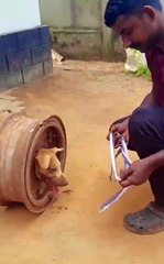 Ce chien s'est retrouvé la tête coincée dans une roue de voiture