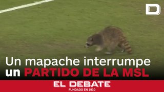 Un mapache invade el campo en un partido de la MSL
