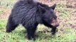 Couple Traps Bear Cub to Rescue Them