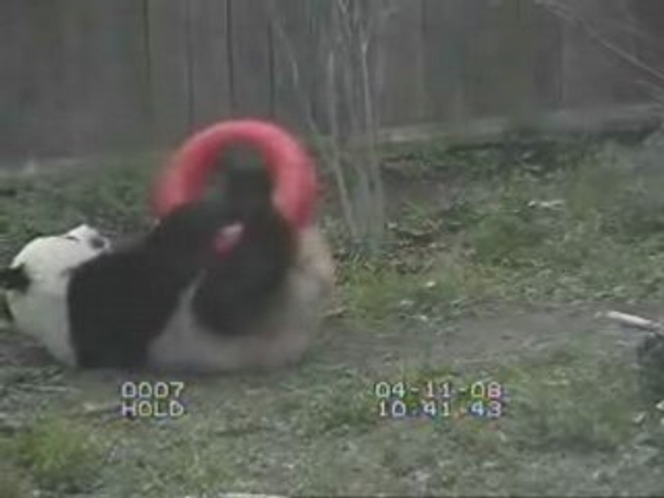 Tai playing with his red tire