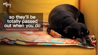 Work on Your Pets Separation Anxiety With These Simple Tips