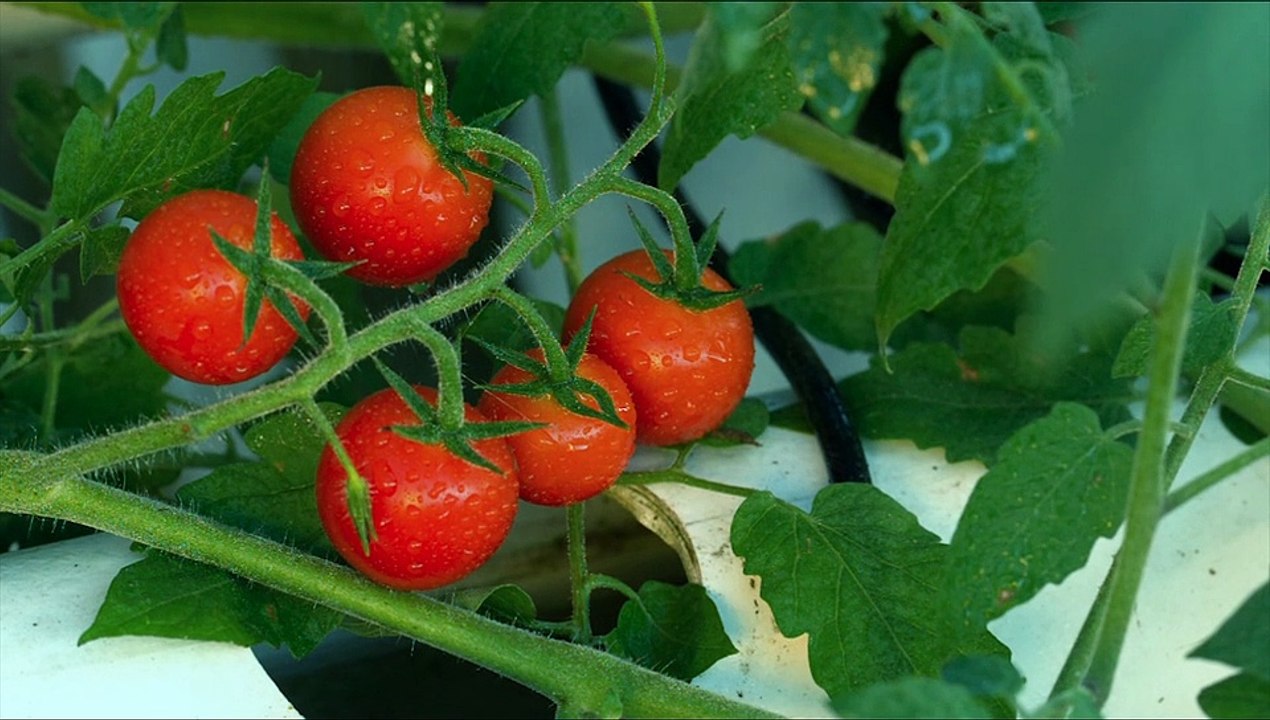 Tomate