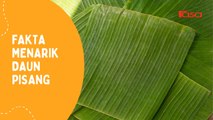 Fakta Menarik Daun Pisang