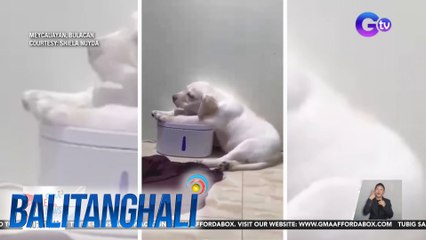 Alagang tuta, instant tambayan ang water dispenser dahil sa mainit na panahon | BT