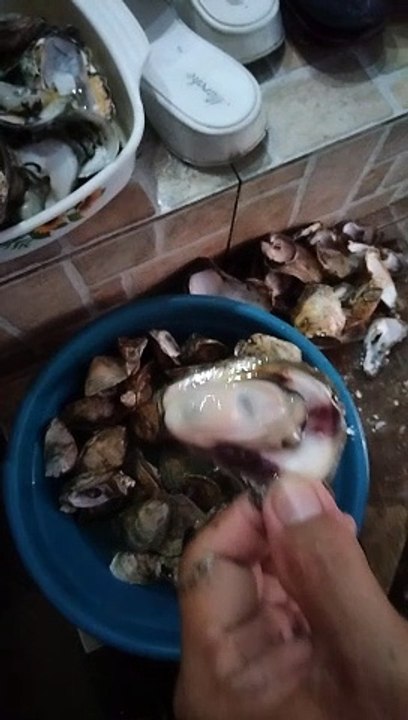 Talaba shells