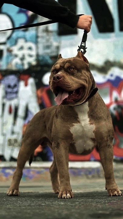 Bulldog |Dogs| |Dog | |Bulldog |