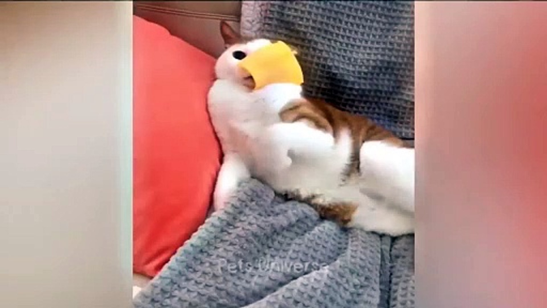 ⁣Pets funny videos part 2 | pets | funny videos | cats | dogs #2024