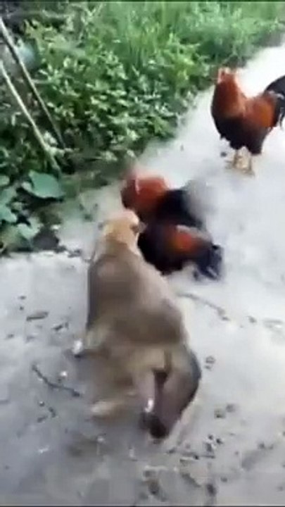 Funny Dog Video