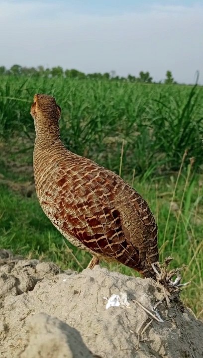 teetar awaz
