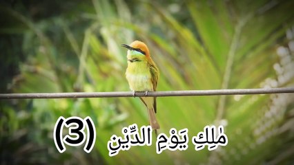 Islamic video#beautiful voice#quranic surah