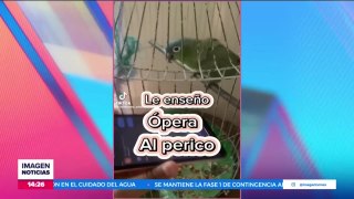VIDEO: Joven le enseña ópera a periquito