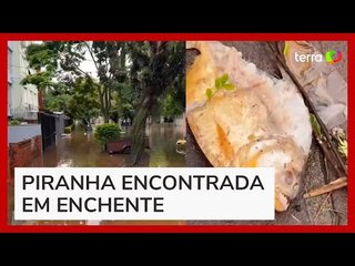 Piranha é encontrada nas ruas em meio às enchentes em Porto Alegre