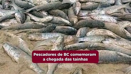 Primeiras tainhas chegam a BC