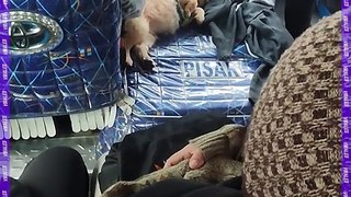 #Virales | Perrito acompaña a su dueño mientras trabaja en la línea 74 en estos días frío en Santa Cruz.