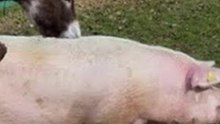Donky and pig  animals but discover the amazing truth!