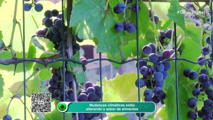 Mudanças climáticas estão alterando o sabor de alimentos