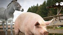 donkey and the pig are animals, but discover the amazing truth! donkey and pig