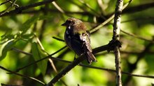 The Chaffinch: Close Up HD Footage (Fringilla coelebs)