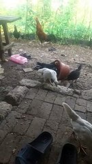 Ayam kampung