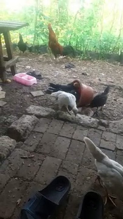 Ayam kampung