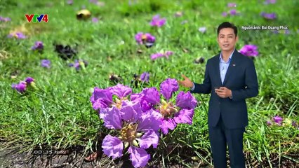 Phim truyện Thương lắm đò ơi - Tập 29