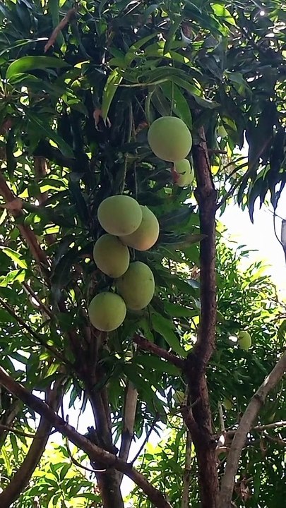 ANG MANGGA ! 