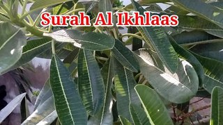 Surah Al Ikhlaas | Tilawat quran | bubak learn quran | Learn Quran
