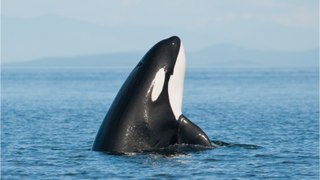 Überlebenskampf: Verfolgungsjagd zwischen Orca und Weißem Hai endet tödlich