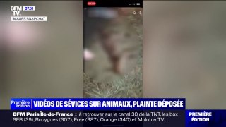 Une plainte déposée après la diffusion de vidéos montrant des violences commises sur des animaux sauvages